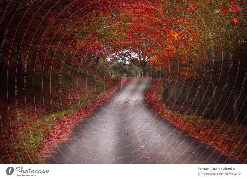 road with brown and red vegetation in autumn season path forest trees yellow leaves branches mountain walkway wooden rural scene foliage nature landscape travel