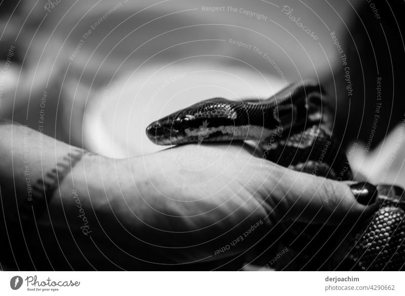 Little snake slithers out of hand and onto arm. She's all warm... Snake Animal Animal portrait Close-up Wild animal Interior shot Detail Day Exotic Flake