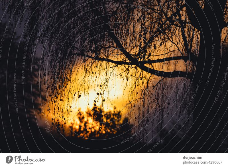 The setting evening sun is reflected on the pond between a tree and a bush. Evening sun Sunset Nature Exterior shot Silhouette Colour photo Water Dusk Deserted