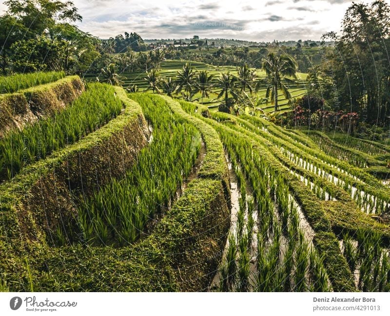 View on rice fields, rice terrace in Jatiluwih Bali Indonesia bali jatiluwih indonesia nature summer peace ecofriendly beautiful travel mother nature greens