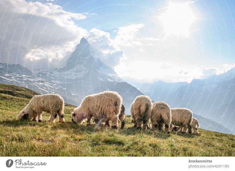 Flock of sheep grazing in front of the Matterhorn in Switzerland Sunbeam Light (Natural Phenomenon) Silhouette Canton Wallis Hiking Group of animals Sheep