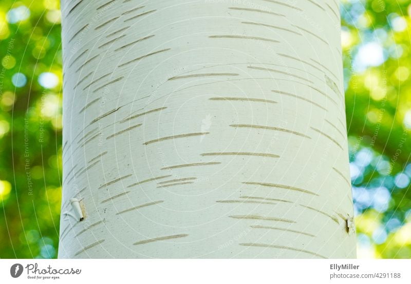 Close up of a birch bark. Trunk of a birch tree with green background. Birch tree Birch bark Tree Tree bark Close-up Green texture White Pattern Nature