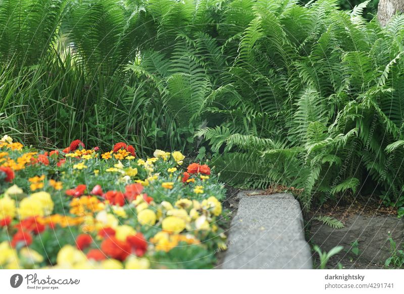 Garden design with green ferns, red and yellow flowers and a wall as a seat Smooch Park Garden Bed (Horticulture) Spring Flower Nature Plant Summer Green
