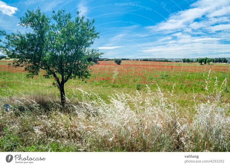 Red poppies in a field, spring background Castilla La Mancha Spain beautiful beauty bloom blossom color countryside decorative environment flora floral flower