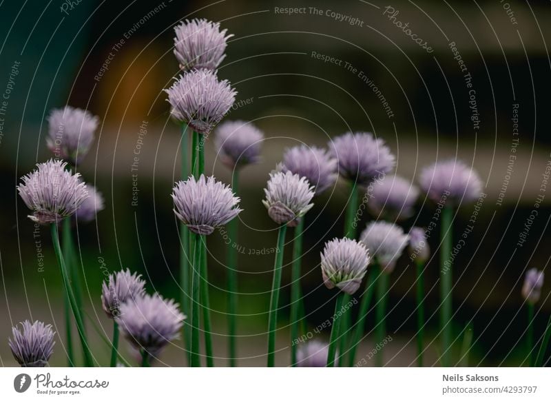 decorative onion in the garden. ornamental garden plant, large round purple flower close-up, flowering onions gardening allium opening inflorescence blooming