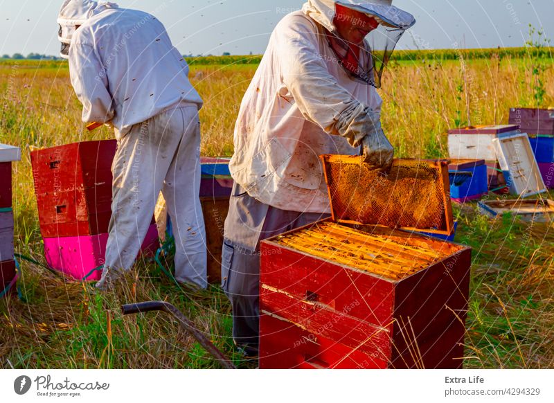 Two apiarists, beekeepers are harvesting honey, vintage Activity Apiarist Apiary Apiculture Barrow Bee Keeper Beehive Beekeeper Beekeeping Beeswax Besom Bristle