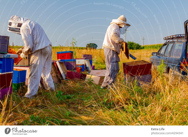 Two apiarists, beekeepers are harvesting honey, vintage Activity Apiarist Apiary Apiculture Barrow Bee Keeper Beehive Beekeeper Beekeeping Beeswax Besom Bristle