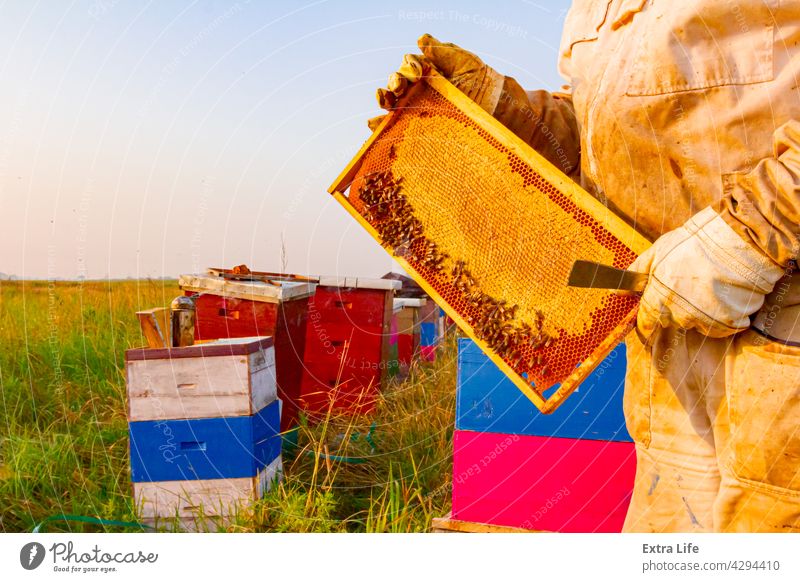 Apiarist, beekeeper is holding sealed full honeycomb with honey Agriculture Allotment Apiary Apiculture Arranged Bee Beehive Beekeeper Beekeeping Bees Beeswax