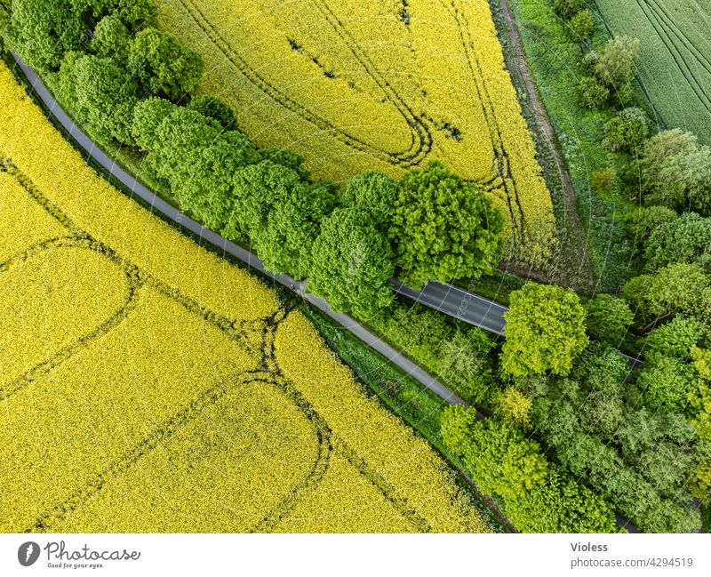 Bird's eye view II Milkwort family Reps Lewat Field trees structures from on high Tracks Blossom Harvest Agriculture Yellow Agricultural crop agrarian