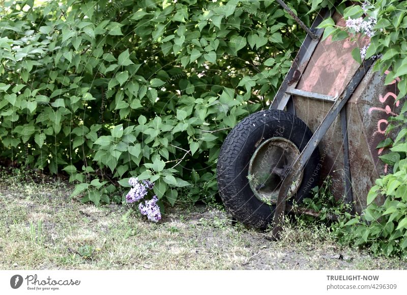 An old rusty wheelbarrow with a fat black balloon tyre tries to hide in a lilac bush, but doesn't quite succeed Wheelbarrow Garden Green Gardener Flieberbusch