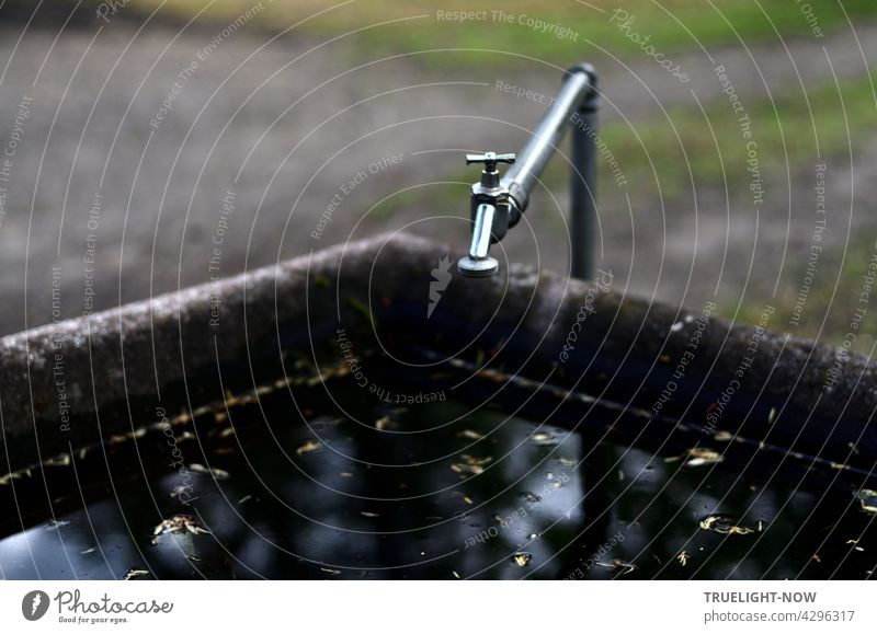 Square concrete water basin outdoors with a fairly new faucet connected to an old lead pipe as a water supply, which works because the basin is almost full of water with leaves floating on it and trees reflected out of focus