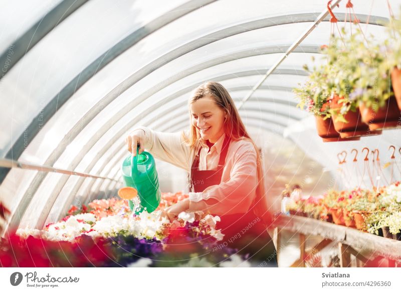 Professional girl gardener grows flowers in a greenhouse. Daily care of plants. Garden center, flower shop growth watering flower pot garden center nature