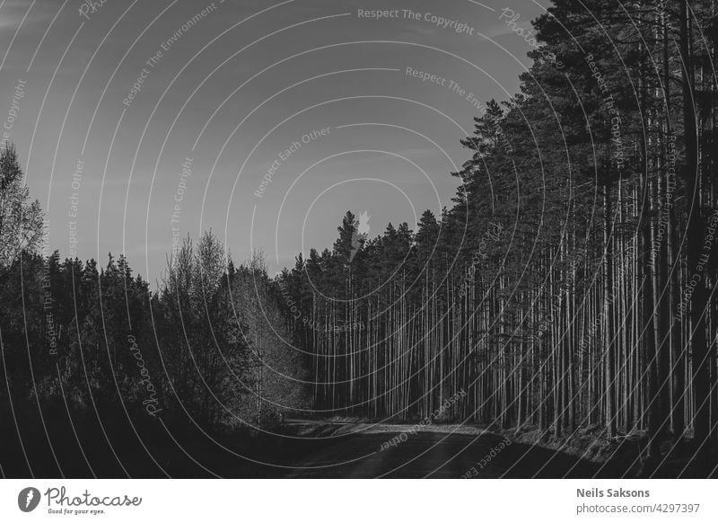 pine forest in Latvia. Black and white spring sunset version. path road dirt sunlight edge warm coniferous landscape way countryside wood area scenery summer