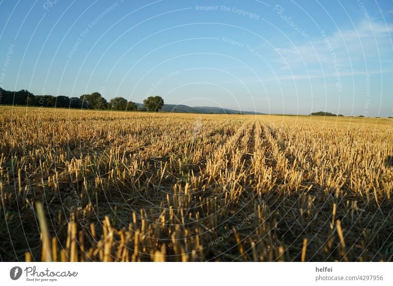 Mown grain field in midsummer with build sky scythed Meadow Field Summer Sky Landscape Hay Agriculture Grain field Clouds acre Cornfield Wheatfield Barleyfield