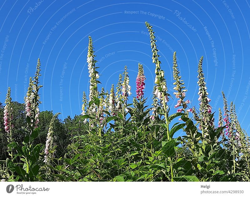 many foxgloves (Digitalis purpurea) in different colours on a forest clearing Thimble Plant Flower Blossom Poisonous plant venomously Clearing Many