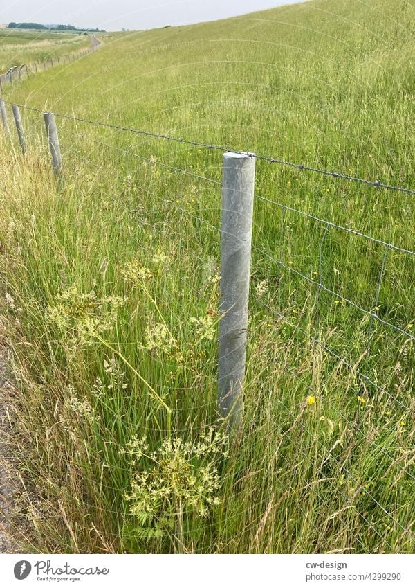 nature Nature Fence flowers Green Plant Summer