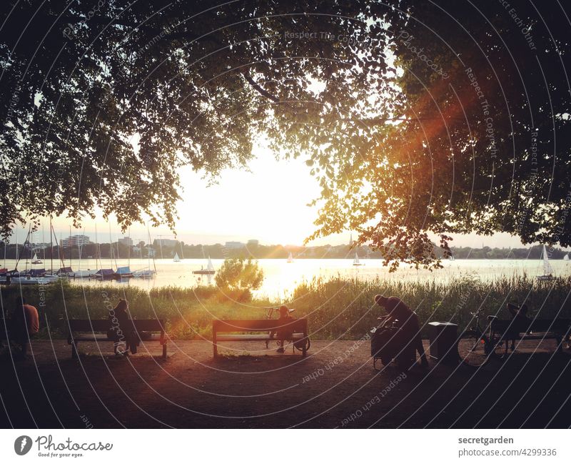 far vision Evening sun Moody Hamburg Alster Sunset tawdry benches relaxing Closing time trees farsightedness Water Vantage point people Lake Exterior shot