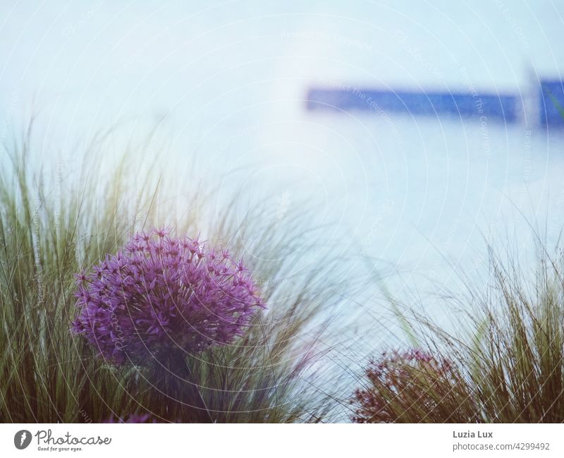 Ornamental leek and reed grass in front of blue lake, in the background a blue jetty pretty Spring Garden Flower allium Green purple Colour photo Nature Violet