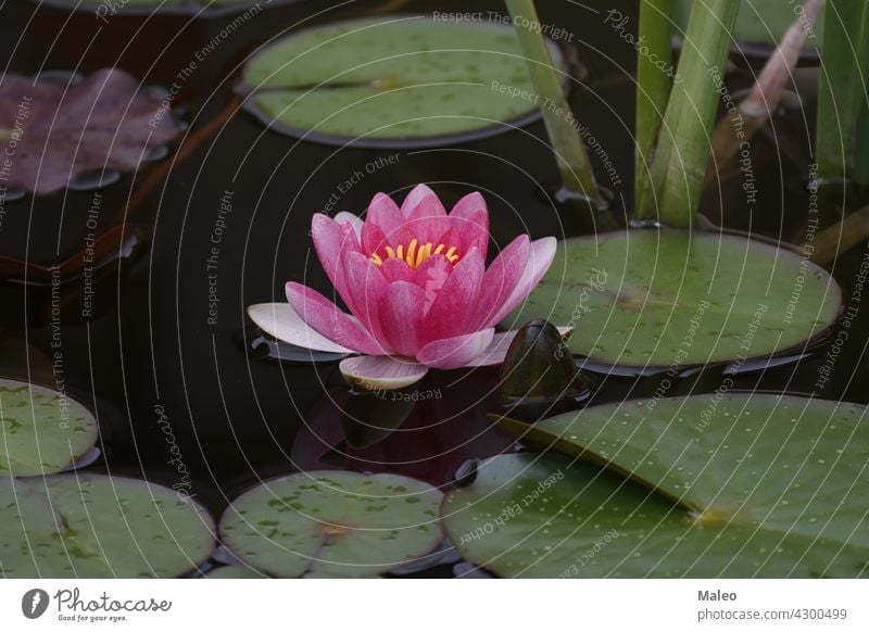 A beautiful water lily flower that hovers over the water lotus natural nature plant pond summer background beauty bloom blossom floral green leaf petal pink