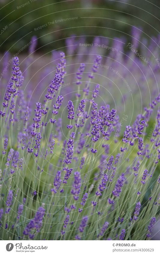 Lavender - Purple Sea of Flowers flowers Garden Garden Bed (Horticulture) Green Park Nature purple Blossom Plant lavandula angustifolia