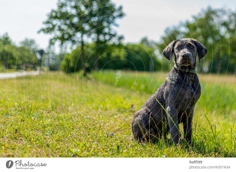 a young dog sits on the meadow Puppydog eyes Animal portrait Dog's snout Looking Meadow Green Sit Wait Dog's head Animal face Looking into the camera Pelt