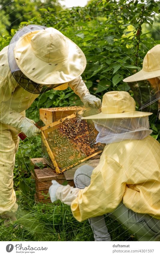 Training at the open beehive, people in beekeeper suits Bee Nature bees naturally Insect insects Animal Couple Protective clothing animals wildlife Pollen touch