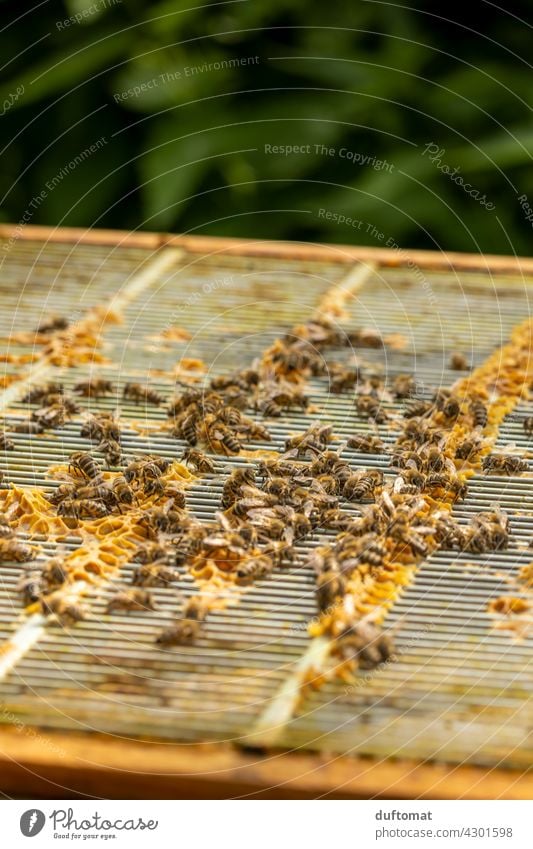 Bees on open hive building honeycomb Nature bees naturally Insect insects Animal Macro (Extreme close-up) Couple Close-up Grand piano animals wildlife Pollen