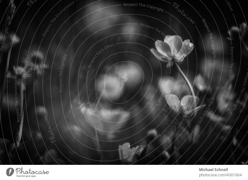 Small flower next to other flowers in grass Flower meadow Muddled Spring Meadow Plant