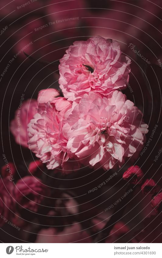 romantic pink flowers in springtime petals plant garden floral nature natural blossom decorative decoration beauty fragility background season Moody