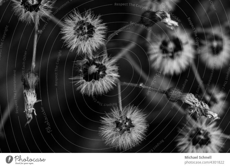 Fruits and flowers of a plant (similar to dandelions) achenes Close-up Macro (Extreme close-up) Plant Blossom pretty by Many Spring Blossoming Detail