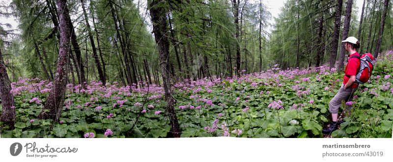 ... Little man in the forest ... Hiking Man Leisure and hobbies Flower Forest Tree Mountain Lanes & trails