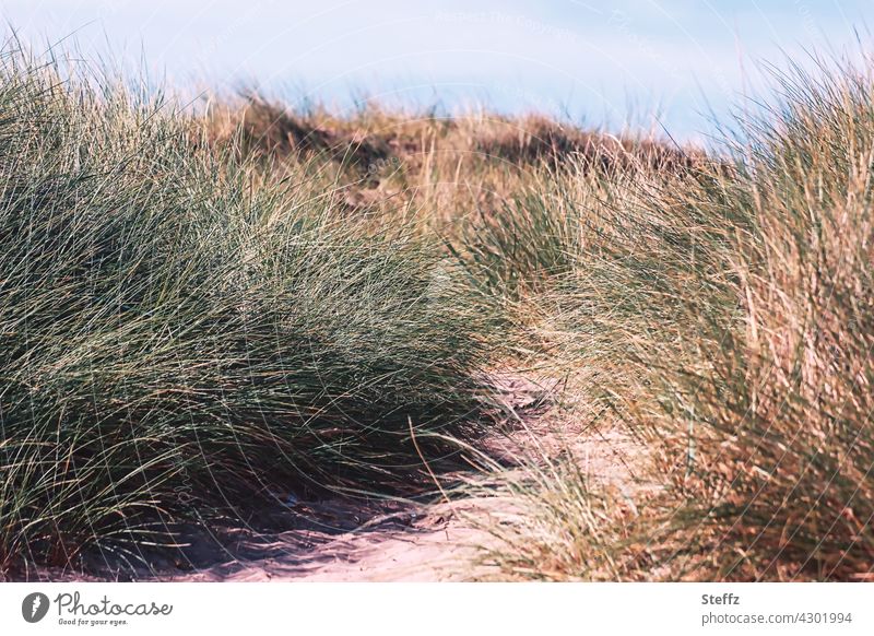 sandy way to the beach at the North Sea dunes dune path Marram grass Scotland North Sea coast North Sea beach Scottish North Sea wind Breeze Nordic Relaxation