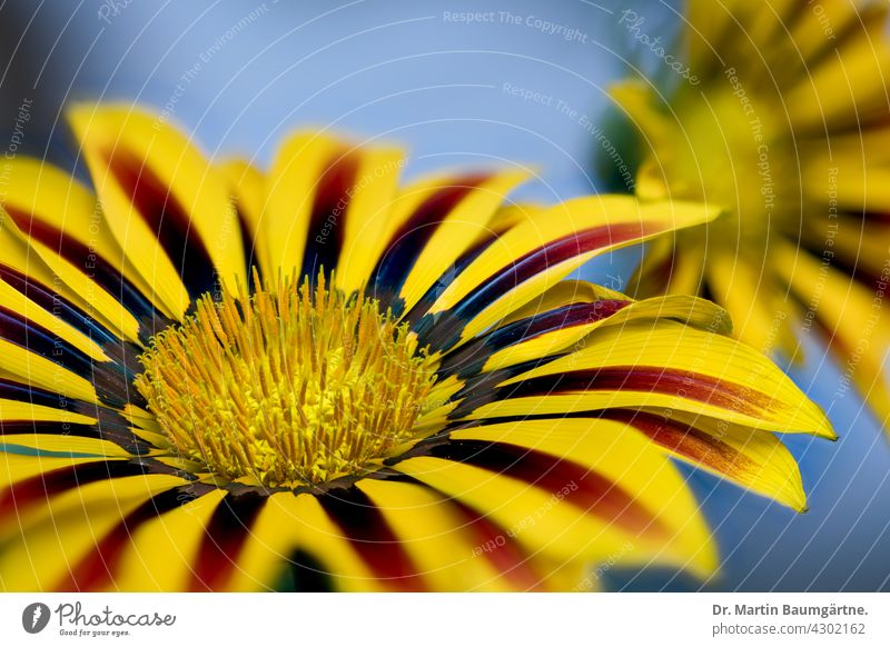 Inflorescence of a gazanie Gazania Midday Gold Plant Flower inflorescence from South Africa Breeding shallow depth of field blossom selection composite