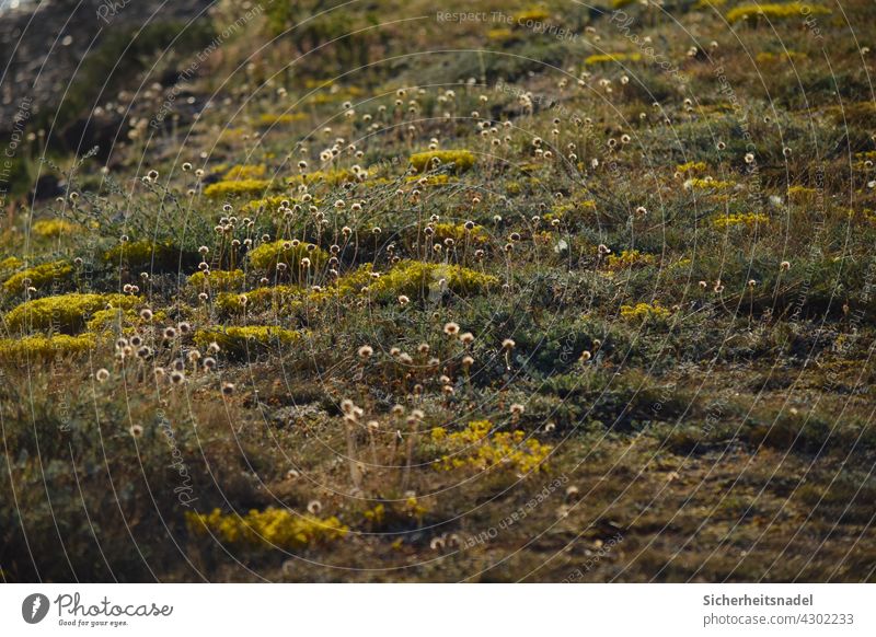 wildflower meadow wild flowers Common thrift Nature Blossom Meadow Summer Exterior shot Plant Flower naturally Deserted Fehmarn Baltic coast Grass Colour photo