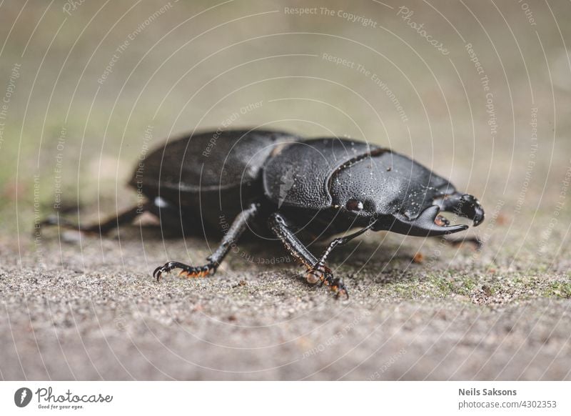 Dorcus parallelipipedus, the lesser stag beetle, is a species of stag beetle found in Europe insect macro invertebrate bug coleoptera nature fauna black