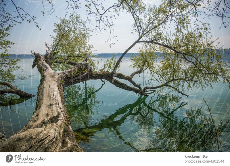 Tree branch with green leaves juts into Lake Biel on St. Peter's Island reflection Green Nature Water Reflection Sky Environment Deserted Calm Surface of water