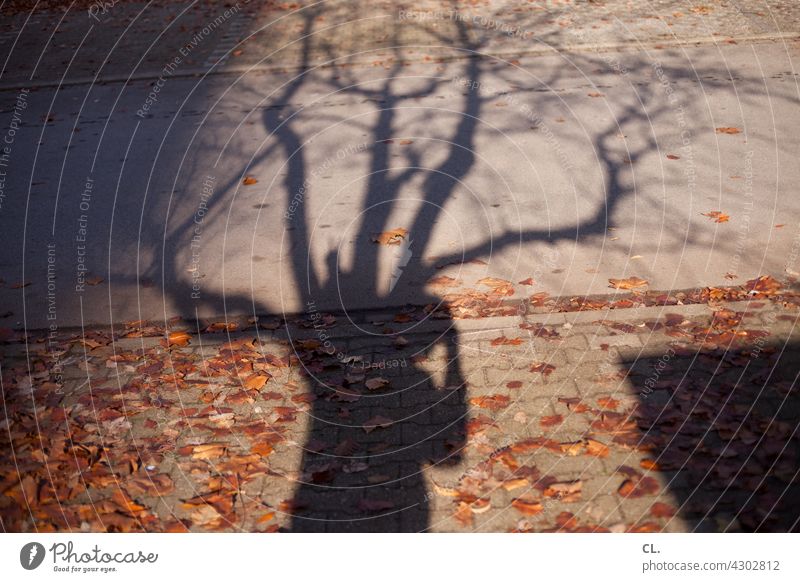 photographer in tree Shadow Shadow play Tree Branches and twigs Autumn leaves Autumnal person Take a photo Lanes & trails