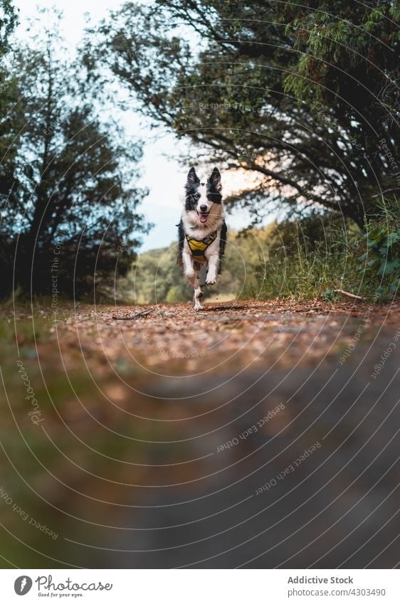 Close-up of a border collie dog running through the woods puppy cute animal canine pet adorable portrait young mammal nature domestic purebred white funny