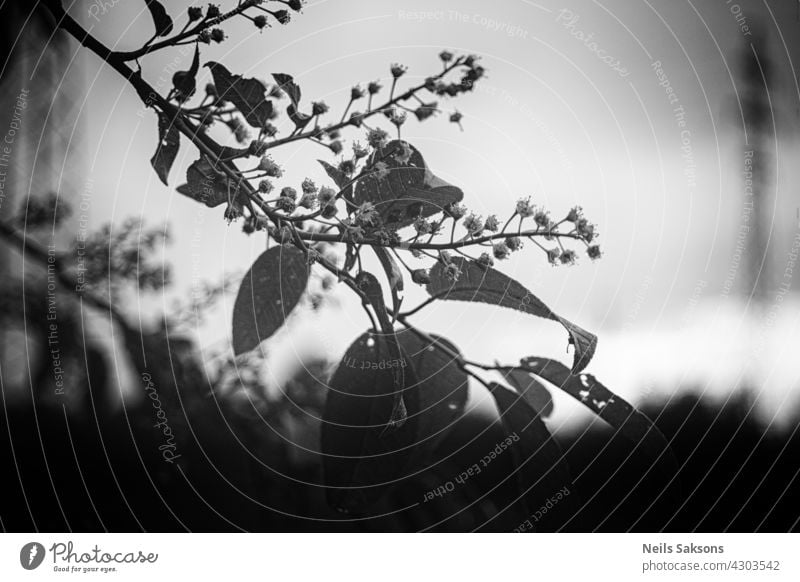 Branch of bird cherry tree on black and white background. flower closeup backgrounds blossom branch sunlight brightly park bunch blurred life sunny grass season