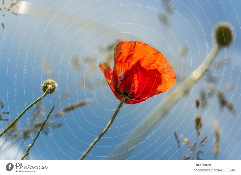 Monday poppy daylight Day Beautiful weather Summer blossom Blossom leave Poppy Corn poppy Plant flora Nature Red Green Poppy capsule grasses Grass blossom