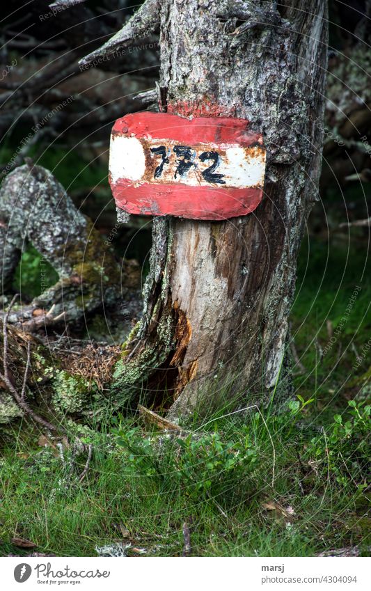 Old trail marker on even older dead tree. Red-white-red and number 772 Route number Signage hiking sign Groundbreaking bark harsh Road marking
