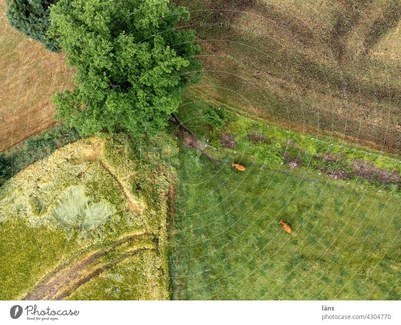 Small landscape from above Landscape from on high Aerial photograph agriculturally Meadow Field Galloways Structures and shapes Tree Green lines Arable land