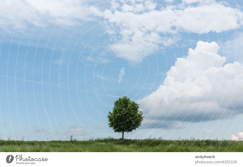 Single green small tree in a meadow alone beautiful blue branch broad cloud copy space countryside earth ecology emptiness empty environment free space fresh
