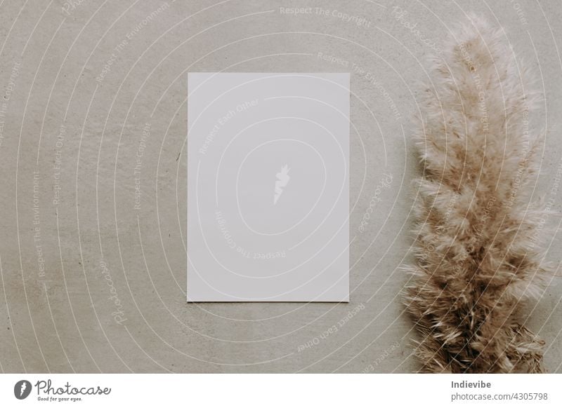 Blank white paper with pampas grass on grey grainy background. Flat lay, top view photo. Dried grass decoration mockup on grey desk. Copy space. blank note