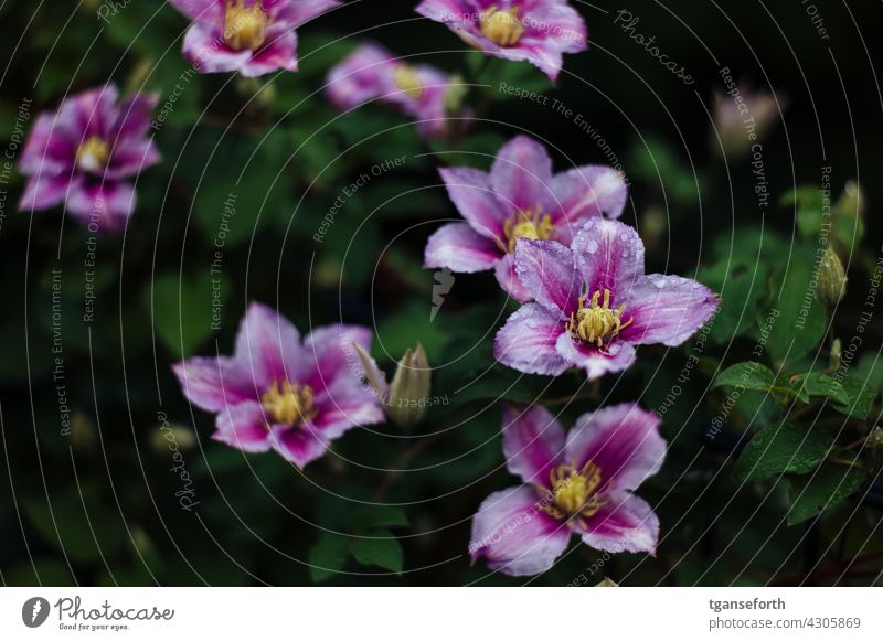 clematis Clematis Flower Blossom Plant Nature Deserted Colour photo Blossoming Exterior shot Summer Garden Close-up Green Detail Blossom leave Violet blurriness