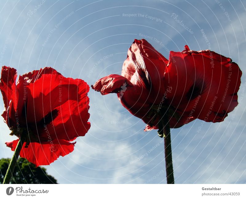 giant poppy Poppy Flower Red Back-light Limp Blossom Formulated Sky