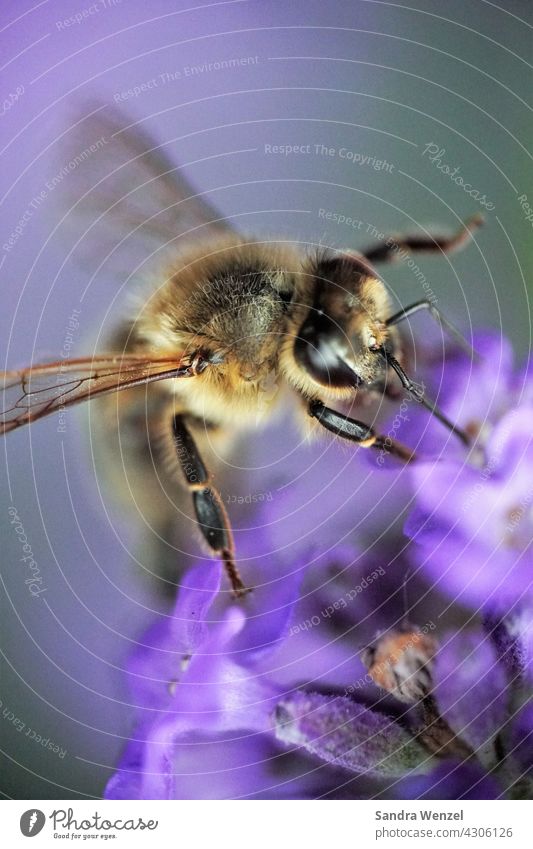 bee Bee Nectar Honey wild bee Honey bee Bee-keeper insects die of insects bee deaths extinction Endangered species Lavender macro photography Useful Life
