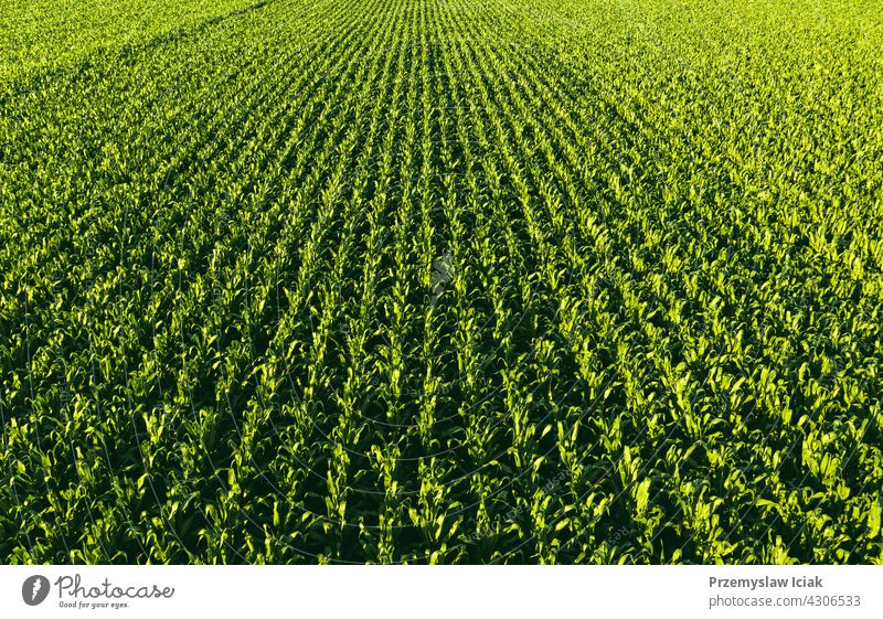 Low altitude aerial photo of rows of maize plant. background food pattern summer nature leaf spring agriculture cornfield scene fresh staple landscape horizon