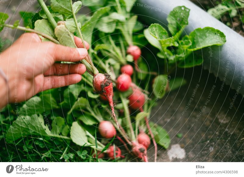 Person holding freshly harvested radish in hand Radish reap Garden prate Extend Vegetable Self-supply Gardening Harvest Fresh salubriously Food do gardening