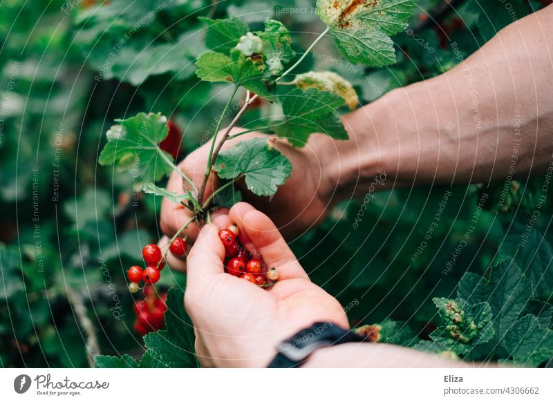 Man picking red currants from a bush Redcurrant shrub Pick Hand Close-up Berries Harvest Mature Summer Redcurrant bush Garden Nature Green Food